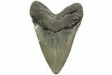 Serrated, Fossil Megalodon Tooth - North Carolina #226495-2